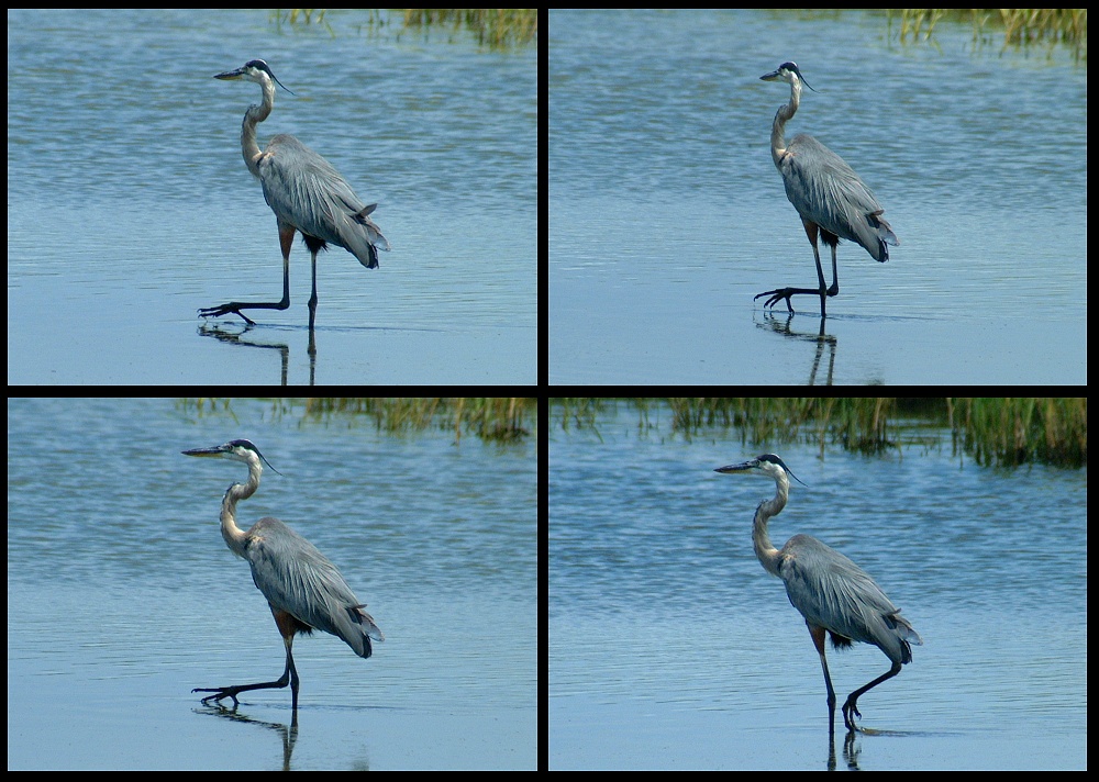 (17) montage (great blue heron).jpg   (1000x712)   279 Kb                                    Click to display next picture